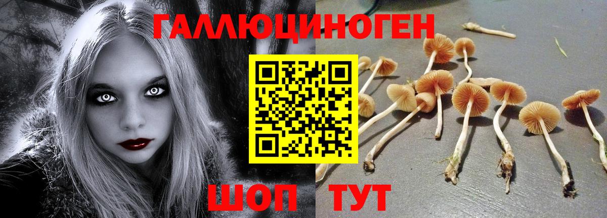 Псилоцибиновые грибы Cubensis Валуйки